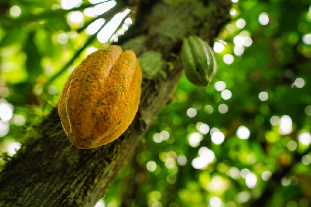 cacao